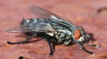 mouche