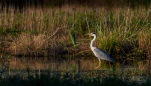 Lac-de-Grand-Lieu-DSC 8566