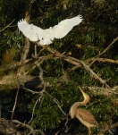 Lac-de-Grand-Lieu-Aigrette-garzette-heron-pourpre-DSC 9469