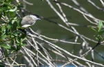 Lac-de-Grand-Lieu-Meesange-nonette-DSC 0644