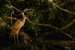 Lac-de-Grand-Lieu-Heron-pourpre-DSC 9617