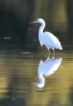 Lac-de-Grand-Lieu-Aigrette-garzette-DSC 8367-2