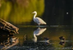 Lac-de-Grand-Lieu-Aigrette-garzette-DSC 8661