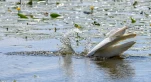 Lac-de-Grand-Lieu-Grande-aigrette-tete-eau-DSC 9780