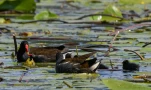 Lac-de-Grand-Lieu-DSC 3730
