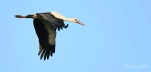 Lac-de-Grand-Lieu-Cigogne-blanche-0438