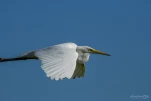 Lac-de-Grand-Lieu-Grande-aigrette-DSC 2903