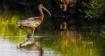 Lac-de-Grand-Lieu-Ibis-falcinelle-DSC 5239-2