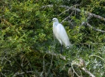 Lac-de-Grand-Lieu-Aigrette-garzette-DSC 9956