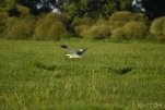 Lac-de-Grand-Lieu-heron-cendre-DSC 3778