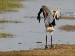 Lac-de-Grand-Lieu-Ibis-sacre-6178