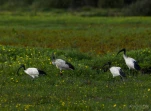 Lac-de-Grand-Lieu-Ibis-sacre-DSC 0838