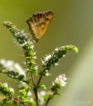 Lac-de-Grand-Lieu-Papillon-DSC 8137
