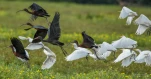 Lac-de-Grand-Lieu-Ibis-falcinelle-DSC 7396