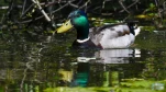 Lac-de-Grand-Lieu-Canard-colvert-DSC 3623-3