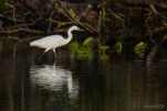 Lac-de-Grand-Lieu-Aigrette-garzette-DSC 1784
