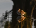 Lac-de-Grand-Lieu-Becassine-des-marais-DSC 8882