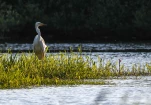 Lac-de-Grand-Lieu-Grande-aigrettte-DSC 4270-2