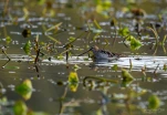 Lac-de-Grand-Lieu-becassine-des-marais-DSC 7740
