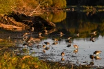 Lac-de-Grand-Lieu-Becassine-des-marais-DSC 9103