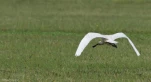 Lac-de-Grand-Lieu-spatule-blanche-5819