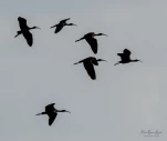 Lac-de-Grand-Lieu-Ibis-falcinelle-DSC 4685-2