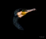 Lac-de-Grand-Lieu-Cormoran-DSC 2072-3