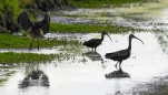 Lac-de-Grand-Lieu-Ibis-falcinelle-DSC 0382