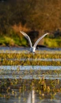 Lac-de-Grand-Lieu-la-grande-aigrette-DSC 7972