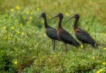 Lac-de-Grand-Lieu-Ibis-falcinelle-DSC 7324