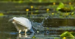 Lac-de-Grand-Lieu-Grande-aigrette-DSC 2836