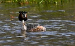 Lac-de-Grand-Lieu-Grebe-huppe-DSC 0676