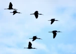 Lac-de-Grand-Lieu-Ibis-falcinelle-DSC 5216