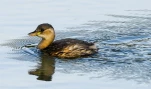 Lac-de-Grand-Lieu-Grebe-castagneux-DSC 1014