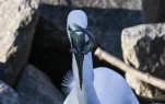 Lac-de-Grand-Lieu-Grande-aigrette-DSC 1832