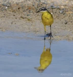 Bergeronnette-printaniere-DSC 6527