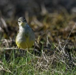 Bergeronnette-printaniere-DSC 0365