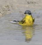 Bergeronnette-printaniere-DSC 3230