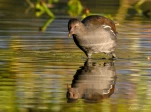 Lac-de-Grand-Lieu-poule-d-eau-femelle-DSC 7919