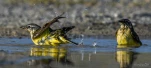 Bergeronnette-printaniere-DSC 4346