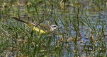 Bergeronnette-printaniere-DSC 3269