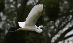 Lac-de-Grand-Lieu-grande-aigrette-0290