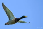 Lac-de-Grand-Lieu-Canard-colvert-DSC 0804