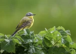 Bergeronnette-printaniere-DSC 3121