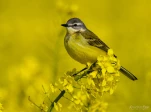 Bergeronnette-printaniere-DSC 3815