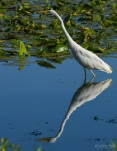 Lac-de-Grand-Lieu-Grande-aigrette-DSC 2935-2