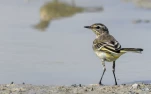 Bergeronnette-printaniere-juvenile-DSC 9244