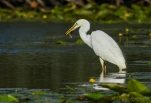 Lac-de-Grand-Lieu-Grande-aigrette-DSC 2885