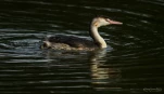 Lac-de-Grand-Lieu-Grebe-huppe-DSC 0897-2