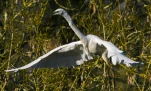 Lac-de-Grand-Lieu-Grande-aigrette-DSC 2163